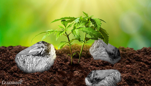 Дефицит цинка у конопли