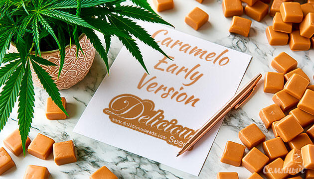 Выращивание сорта марихуаны Caramelo Early Version от Delicious Seeds Гроурепорт сорта Caramelo Early Version от сидбанка Delicious Seeds