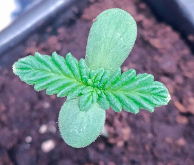 Росток Grand Gorilla Purple Auto от сидбанка Семяныч