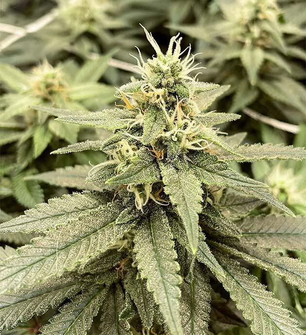 Аромат лесных ягод и дизельного подтона Куст Blueberry OG от Barney's Farm на 12 неделе