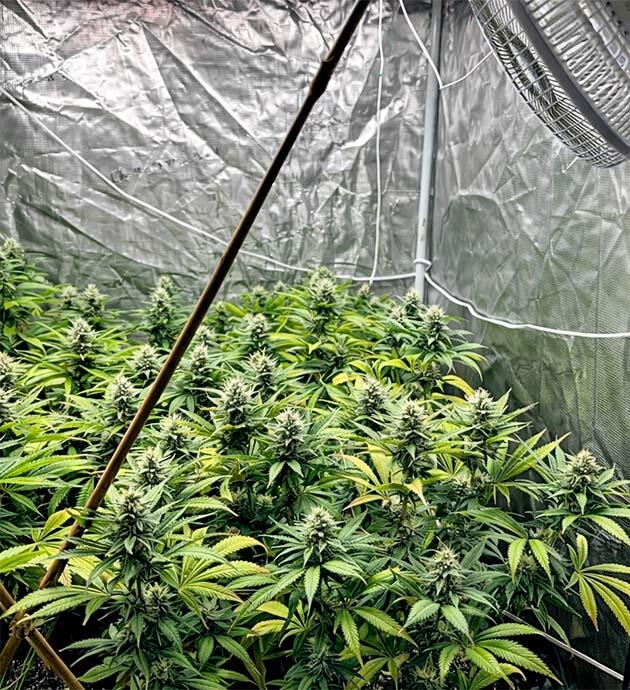 Каннабис на 13 неделе роста Конопля на цветении при регулярном поливе