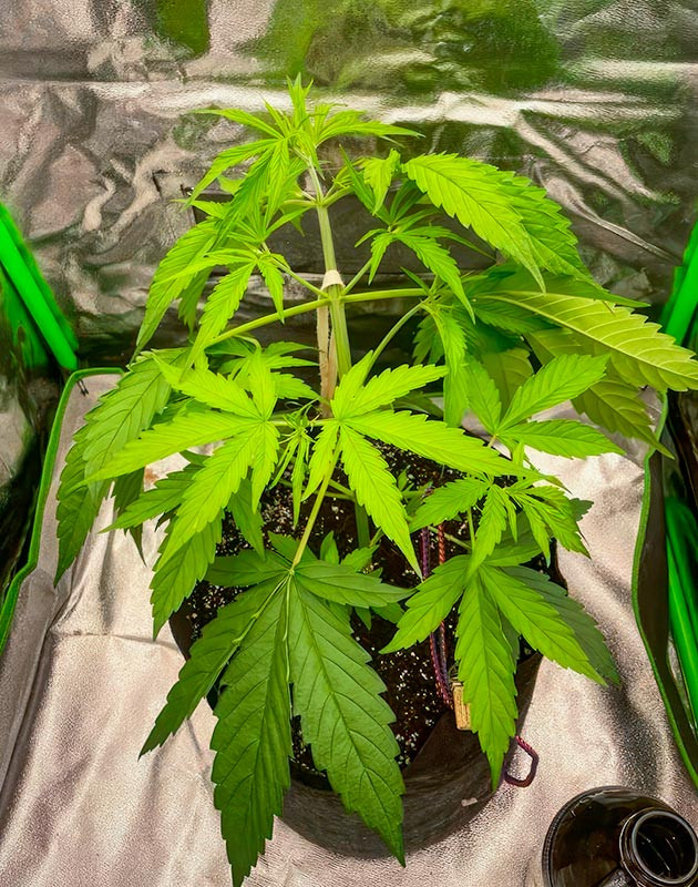 Яркий свет и питание на кокосе 4 неделя выращивания каннабиса