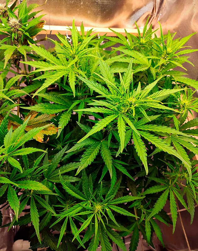 Применение техники ScrOG для куста Auto Chocolate Skunk Куст Auto Chocolate Skunk на начале цветения