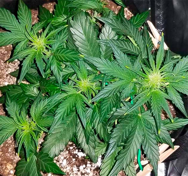 Стадия цветения каннабиса Конопля ростом 15 см