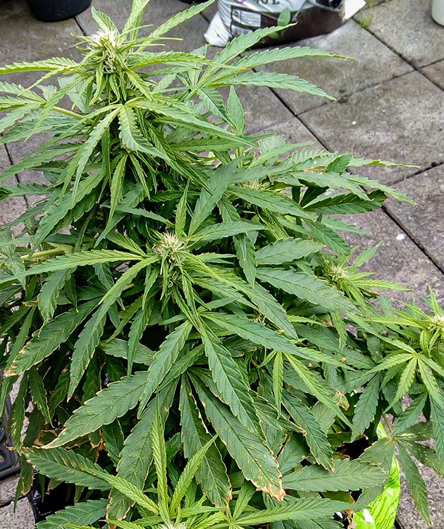 Ожоги от удобрения на листьях каннабиса