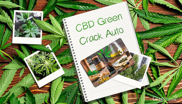 Гроурепорт сорта марихуаны CBD Green Crack Auto