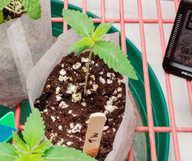 Росток Trainwreck Fast Version от Seedkeepers на 1 неделе