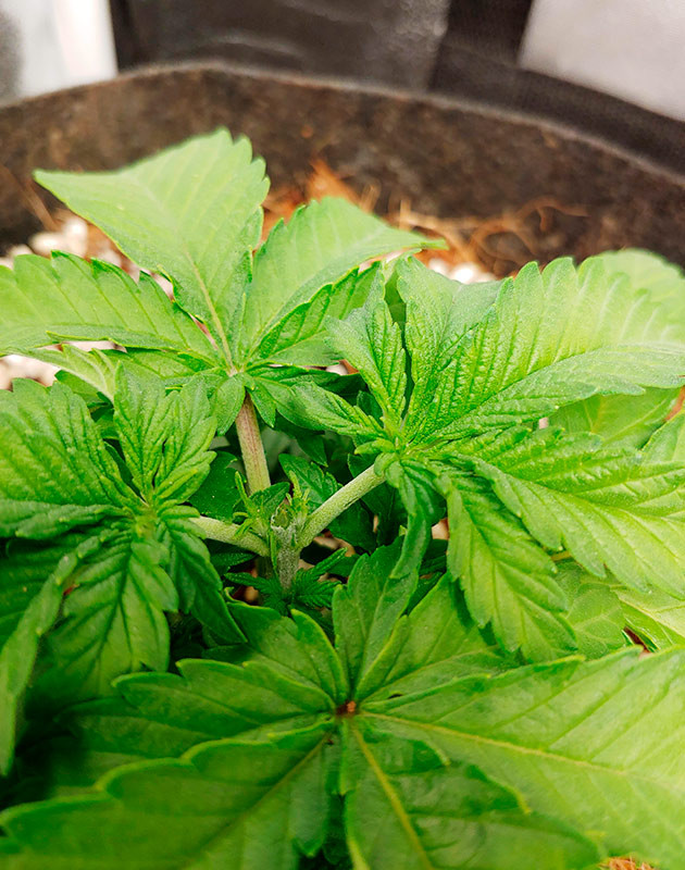 Обрезка верхушки куста