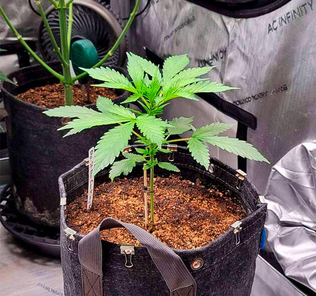 Молодые растения каннабиса на стадии активной вегетации
