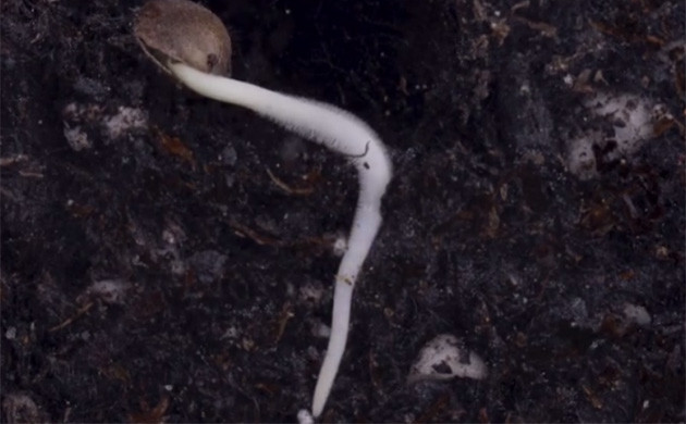 Геотропизм: корни к центру земли