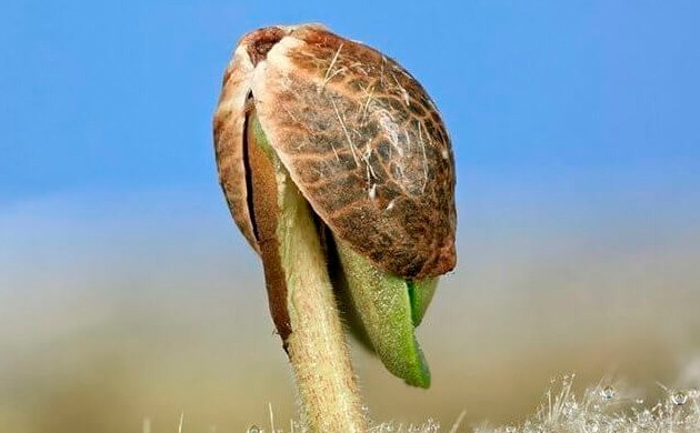 Пророщенный росток конопли Проклюнувшийся росток с семенной оболочкой