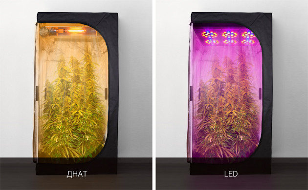 ДНаТ и LED лампы в гроубоксе
