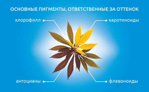 Фитохимические пигменты