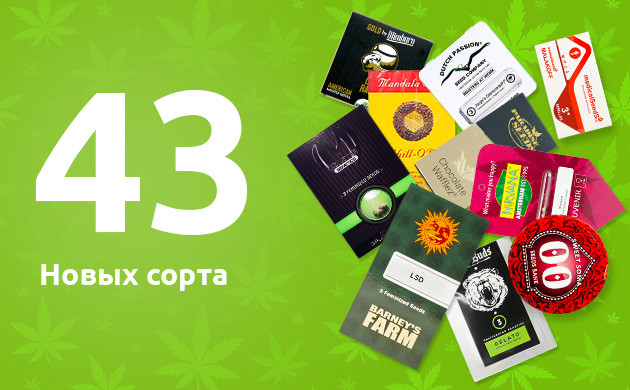 43 новых сорта в каталоге