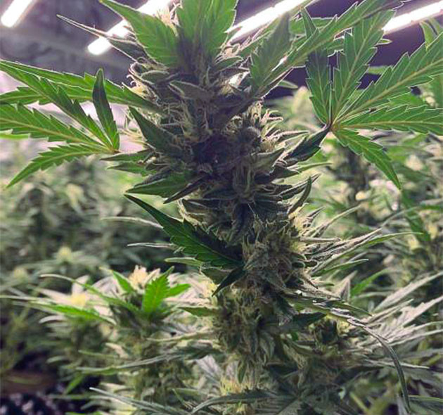 Auto Mokum’s Tulip: начало цветения