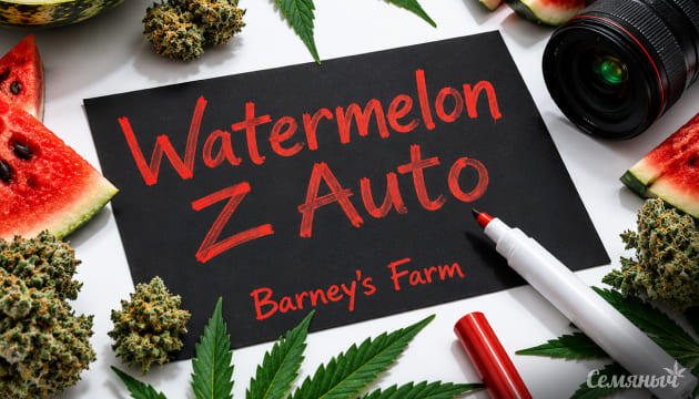Выращивание сорта марихуаны Watermelon Z Auto от Barney's Farm Гроурепорт сорта Watermelon Z Auto от Barney's Farm
