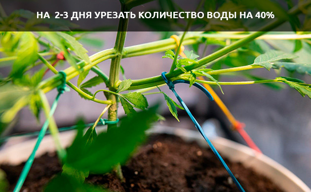 Потребление воды после тренировок и дефолиации Снижение потребления воды коноплей