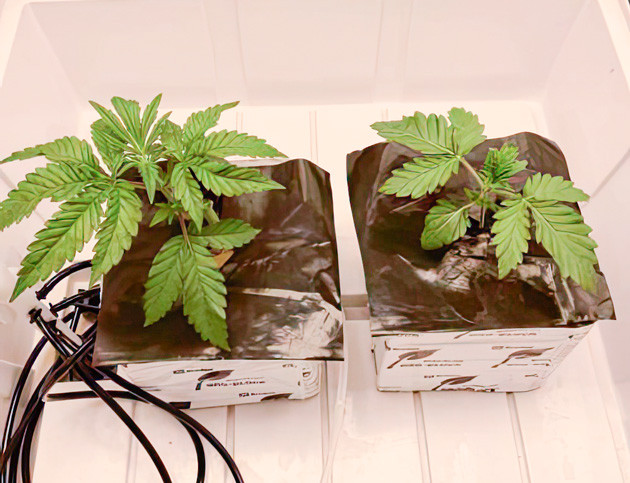 Куст Crescendo RBX1 от Ethos Genetics на 1-2 неделе