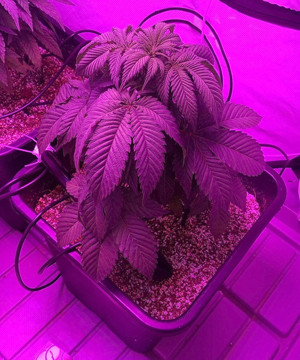 21 день выращивания Период вегетации