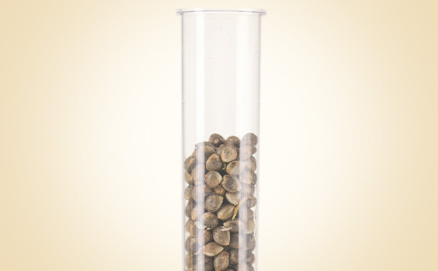 Закупка сортовых семян Семена конопли