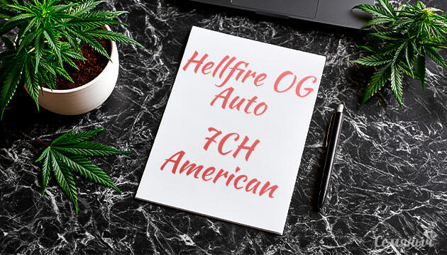 Гроурепорт сорта Hellfire OG Auto от 7CH American