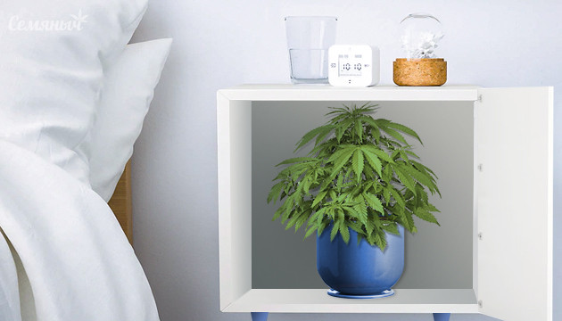 Выращивание конопли в стелсе