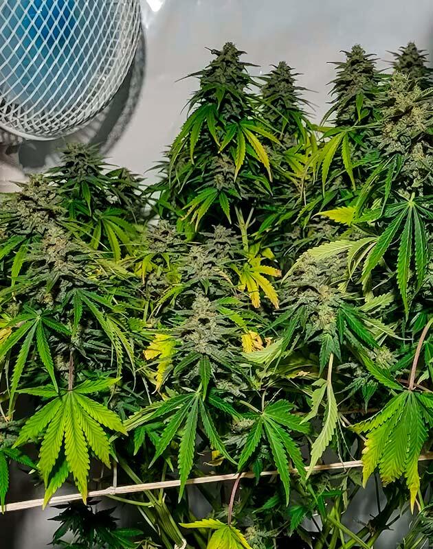Куст Motor Breath от 7CH American на 10 неделе