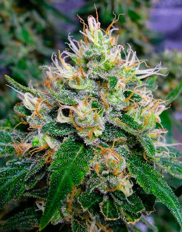Конопля на 16 неделе роста Шишка каннабиса сорта Royal Runtz