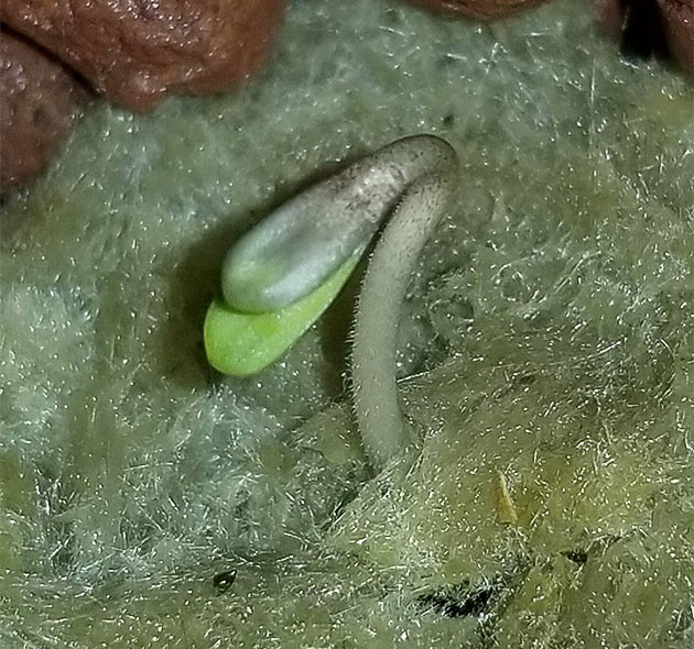 Выращивание сорта марихуаны Purple Juice Auto Выращивание конопли Purple Juice Auto