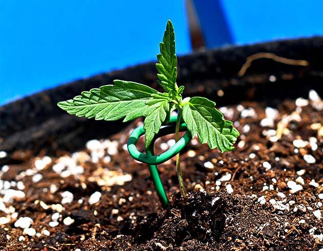 Подборка конопли и список удобрений Росток Big Bud Auto от Herbies Seeds на 1 неделе