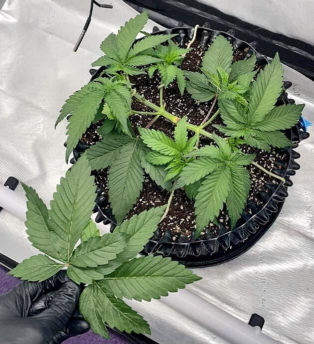 Тренировки марихуаны Куст Blueberry OG от Barney's Farm на 4 неделе