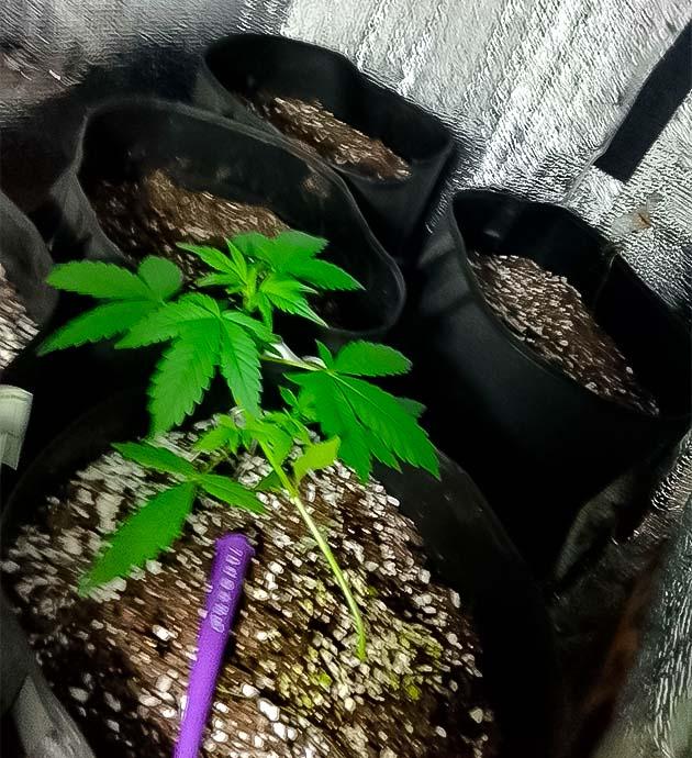 Куст Sexy Cinderella Auto на 4 неделе выращивания