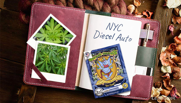 Гроурепорт сорта марихуаны NYC Diesel Auto