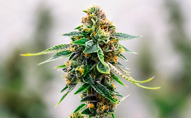 Как растёт легендарный Skunk Особенности роста и развития сорта Skunk