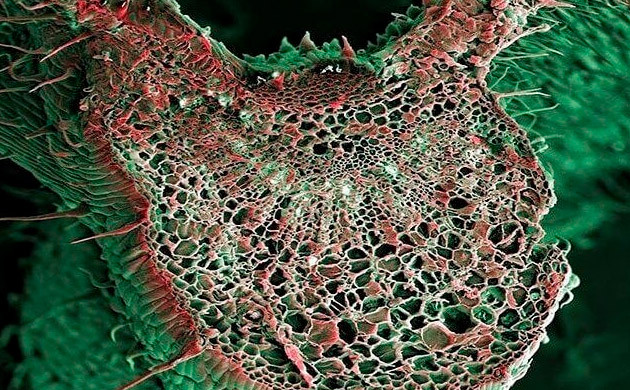 Лист марихуаны под увеличением Лист конопли в разрезе