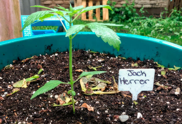 Условия для растишки Росток Jack Herer от Seedkeepers