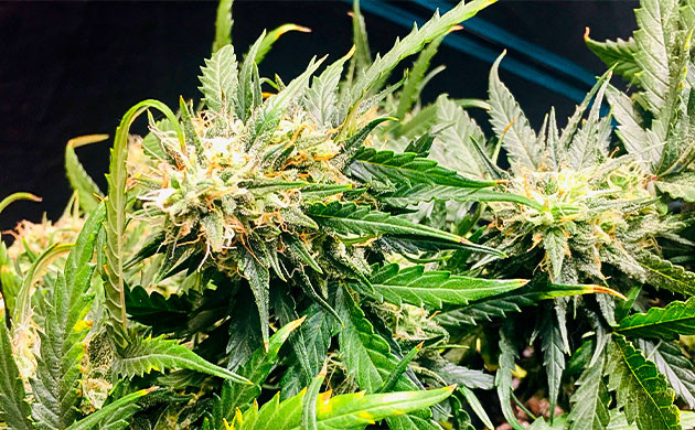 Формирование соцветий на 9 неделе Соцветие Smoothie Auto