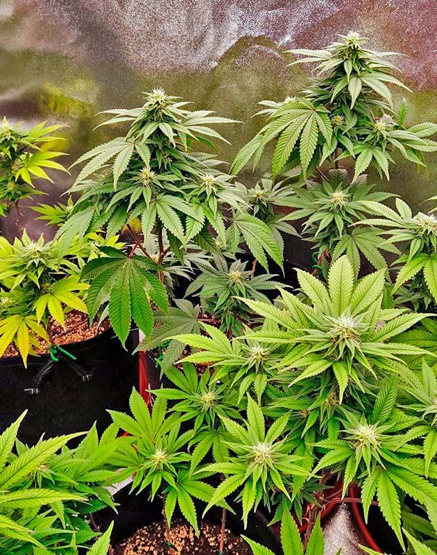 Кусты Biscotti Mintz от Barney's Farm на 14 неделе развития