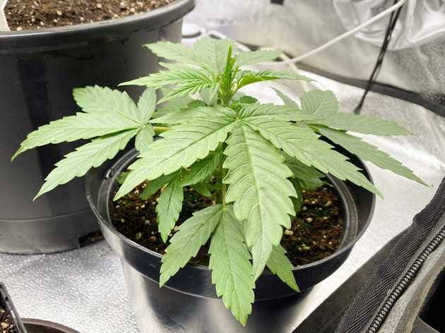 Удобрения и развитие куста Strawberry Gorilla Auto на 2 неделе выращивания