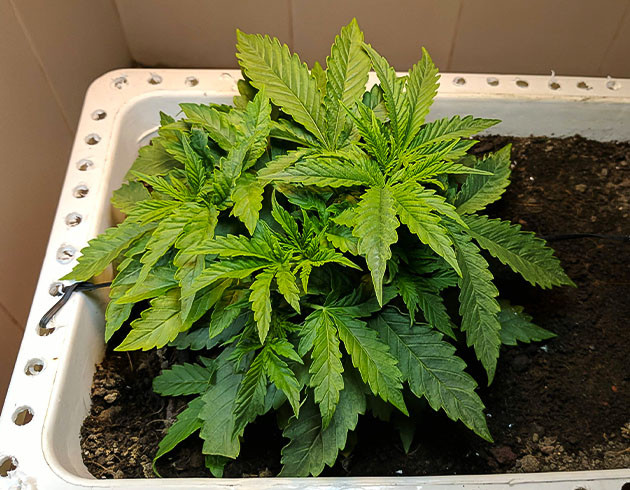 Выращивание сорта Johnny Cage Auto