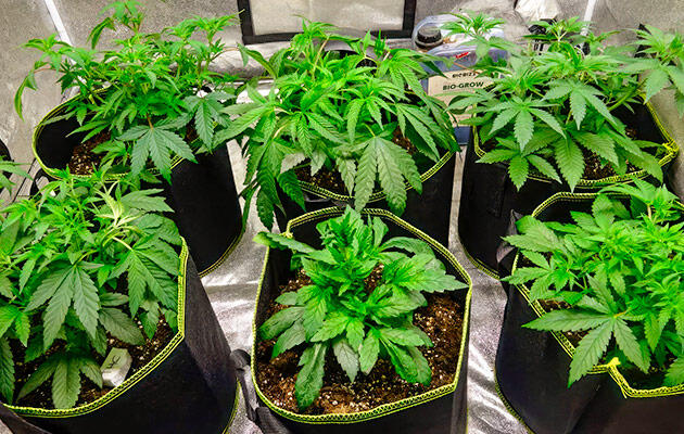 Оптимальный свет и сбалансированная подкормка на поздней веге Густая зеленая крона каннабиса с короткими междоузлиями