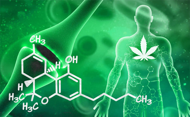 Как конопля действует на человека Воздействие каннабиса на человека