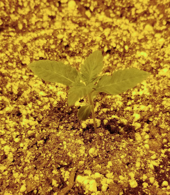 Росток Green Crack 2.0 на 2 неделе выращивания