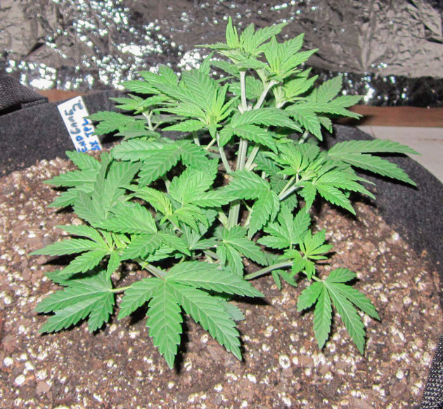 Последняя неделя вегетации марихуаны End Game R2 ростом 20 см