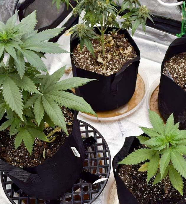 Марихуана на 4 неделе роста