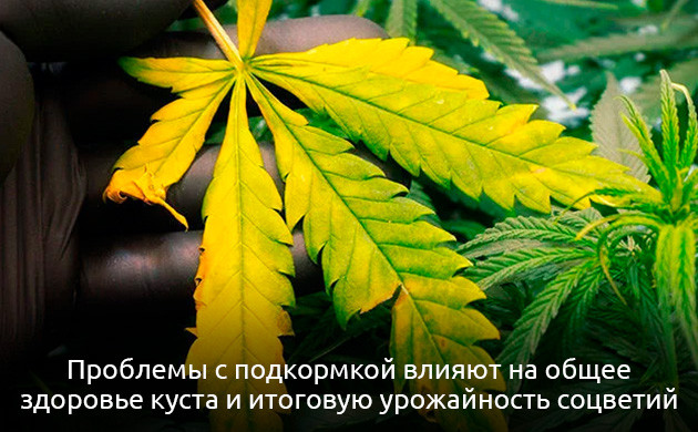 Проблемы с питанием конопли Проблемы с подкормкой влияют на общее здоровье куста