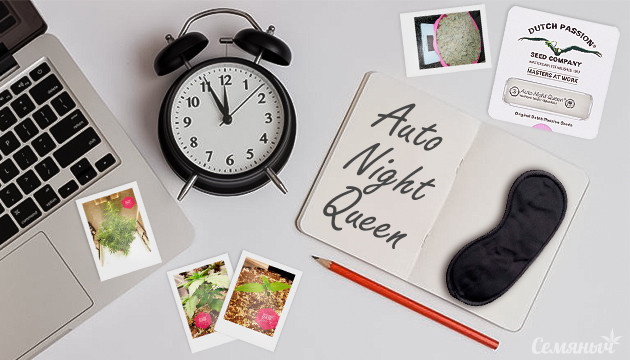 Гроурепорт по выращиванию сорта Auto Night Queen Выращивание сорта Auto Night Queen