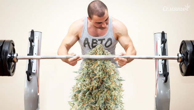 Техники выращивания для автоцветущих сортов Тренировка автоцветa