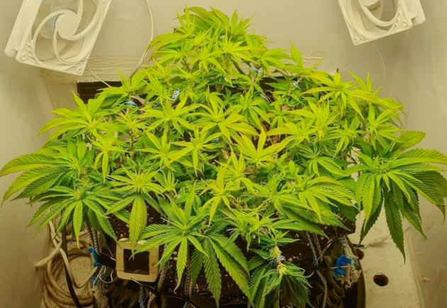 Куст Godfather OG Auto от 7CH American на 5 неделе