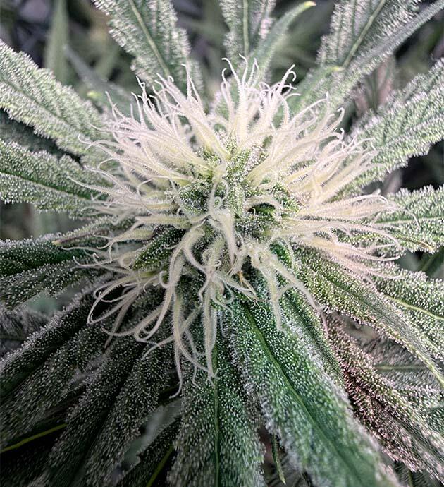 Конопля с плотным покрытием соцветий и выраженной структурой кроны